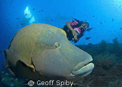 Lyn, the diveboat and Bono the Napoleon wrasse by Geoff Spiby 
